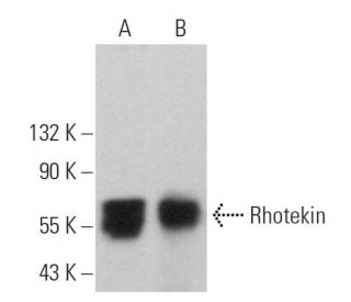 Rhotekin Antibody (B-4) - Western Blotting - Image 359230 