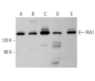 RIA1 Antibody (A-7) - Western Blotting - Image 372555 