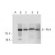RIA1 Antibody (C-5) - Western Blotting - Image 304550 