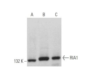 RIA1 Antibody (C-5) - Western Blotting - Image 372530 