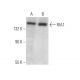 RIA1 Antibody (C-5) - Western Blotting - Image 372534