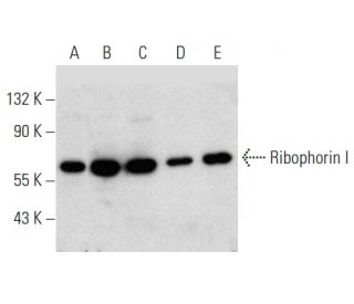 western blotting image from recommended Ribophorin I (E-7) monoclonal antibody replacement. Image 357344
