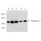 western blotting image from recommended Ribophorin I (E-7) monoclonal antibody replacement. Image 357344