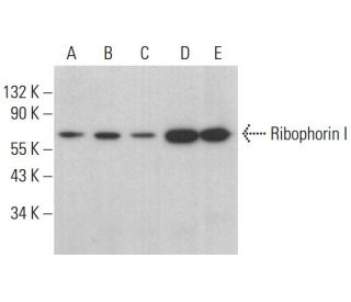 Ribophorin I Antibody (E-7) - Western Blotting - Image 382128 