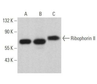 Ribophorin II Antibody (A-1) - Western Blotting - Image 359078 