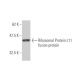 Ribosomal Protein L11 Antibody (2A1) - Western Blotting - Image 348824