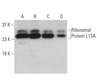 Ribosomal Protein L13A Antibody (C-11) - Western Blotting - Image 398095 