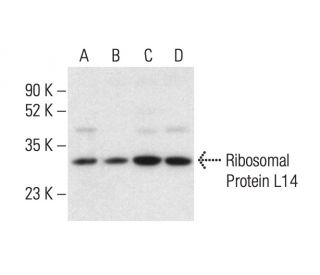 Ribosomal Protein L14 Antibody (A-10) - Western Blotting - Image 404056 