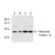 Ribosomal Protein L14 Antibody (A-10) - Western Blotting - Image 404056 