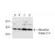 Ribosomal Protein L14 Antibody (A-10) - Western Blotting - Image 404057 