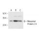 Ribosomal Protein L14 Antibody (A-10) - Western Blotting - Image 404058