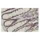 Ribosomal Protein L14 Antibody (KQ-16) - Immunohistochemistry - Image 36176