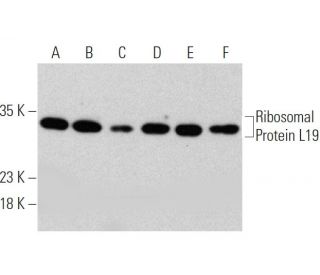 Ribosomal Protein L19 Antibody (K-12) - Western Blotting - Image 368280 