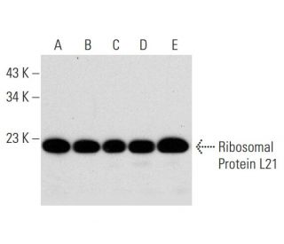 Ribosomal Protein L21 Antibody (D-7) - Western Blotting - Image 297838 