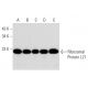 Ribosomal Protein L21 Antibody (D-7) - Western Blotting - Image 297838 