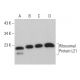 Ribosomal Protein L21 Antibody (D-7) - Western Blotting - Image 376679 