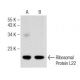 Ribosomal Protein L22 Antibody (D-7) - Western Blotting - Image 147346 