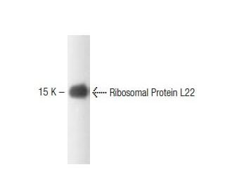 Ribosomal Protein L22 Antibody (52) - Western Blotting - Image 133268 