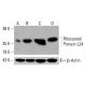 Ribosomal Protein L24 Antibody (C-5): sc-518250. Western blot analysis of Ribosomal Protein L24 expression in untreated K-562 (A), chemically-treated K-562 (B), HCT-116 (C) and HeLa (D) whole cell lysates. β-Actin (C4): sc-47778 used as loading control. Detection reagent used: m-IgG Fc BP-HRP: sc-525409. Ribosomal Protein L24 Antibody (C-5) - Western Blotting - Image 416511