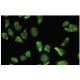 Ribosomal Protein L36a Antibody (43-A) - Immunofluorescence - Image 35693