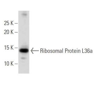 Ribosomal Protein L36a Antibody (43-A) - Western Blotting - Image 34204 