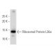 Ribosomal Protein L36a Antibody (43-A) - Western Blotting - Image 34204 