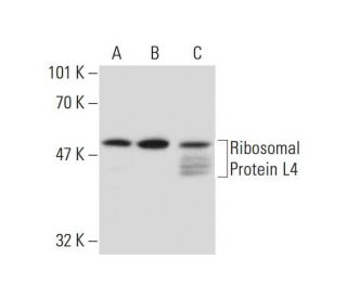 Ribosomal Protein L4 Antibody (RQ-7) - Western Blotting - Image 134880 