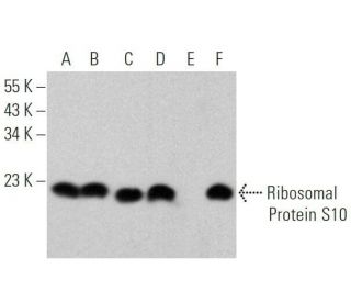 Ribosomal Protein S10 Antibody (A-10) - Western Blotting - Image 356203 