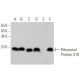 Ribosomal Protein S10 Antibody (A-10) - Western Blotting - Image 356203 
