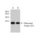 Ribosomal Protein S10 Antibody (A-10) - Western Blotting - Image 379064