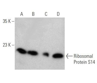 western blotting image from recommended Ribosomal Protein S14 (3G5) monoclonal antibody replacement. Image 368231