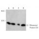 western blotting image from recommended Ribosomal Protein S14 (3G5) monoclonal antibody replacement. Image 368231