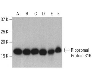 Ribosomal Protein S16 Antibody (D-8) - Western Blotting - Image 401235 