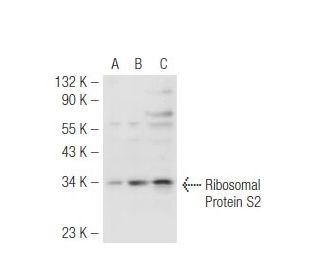 Ribosomal Protein S2 Antibody (80-H) - Western Blotting - Image 48808 
