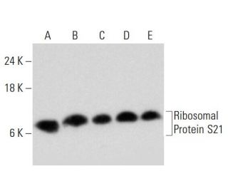 Ribosomal Protein S21 Antibody (G-11) - Western Blotting - Image 320463 