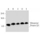 Ribosomal Protein S21 Antibody (G-11) - Western Blotting - Image 320463 