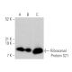 Ribosomal Protein S21 Antibody (G-11) - Western Blotting - Image 369935 