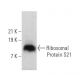 Ribosomal Protein S21 Antibody (G-11) - Western Blotting - Image 369940