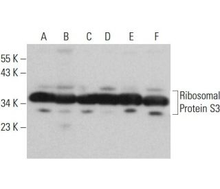Ribosomal Protein S3 Antibody (E-6) - Western Blotting - Image 376127 