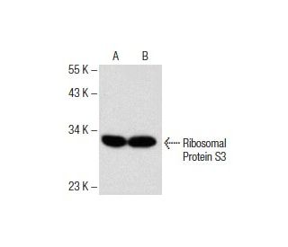Ribosomal Protein S3 Antibody (C-7) - Western Blotting - Image 151721