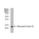 Ribosomal Protein S5 Antibody (464-J) - Western Blotting - Image 34205 