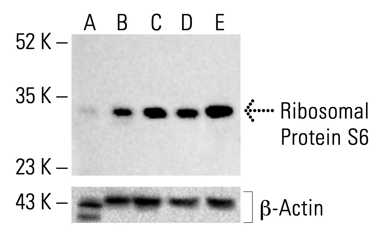 りゅー Ribosomal Protein S6 Antibody (C-8) | SCBT - Santa Cruz Biotechnology