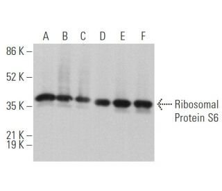 western blotting image from recommended Ribosomal Protein S6 (C-8) monoclonal antibody replacement. Image 373060