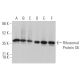 western blotting image from recommended Ribosomal Protein S6 (C-8) monoclonal antibody replacement. Image 373060
