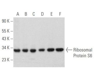 Ribosomal Protein S6 Antibody (H-4) - Western Blotting - Image 355826 