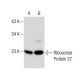 Ribosomal Protein S7 Antibody (E-1) - Western Blotting - Image 283470 