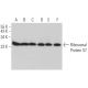 Ribosomal Protein S7 Antibody (E-1) - Western Blotting - Image 365454