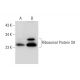 Ribosomal Protein S9 Antibody (E-3) - Western Blotting - Image 288989