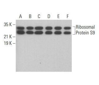 Ribosomal Protein S9 Antibody (E-3) - Western Blotting - Image 378020 