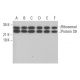 Ribosomal Protein S9 Antibody (E-3) - Western Blotting - Image 378020 